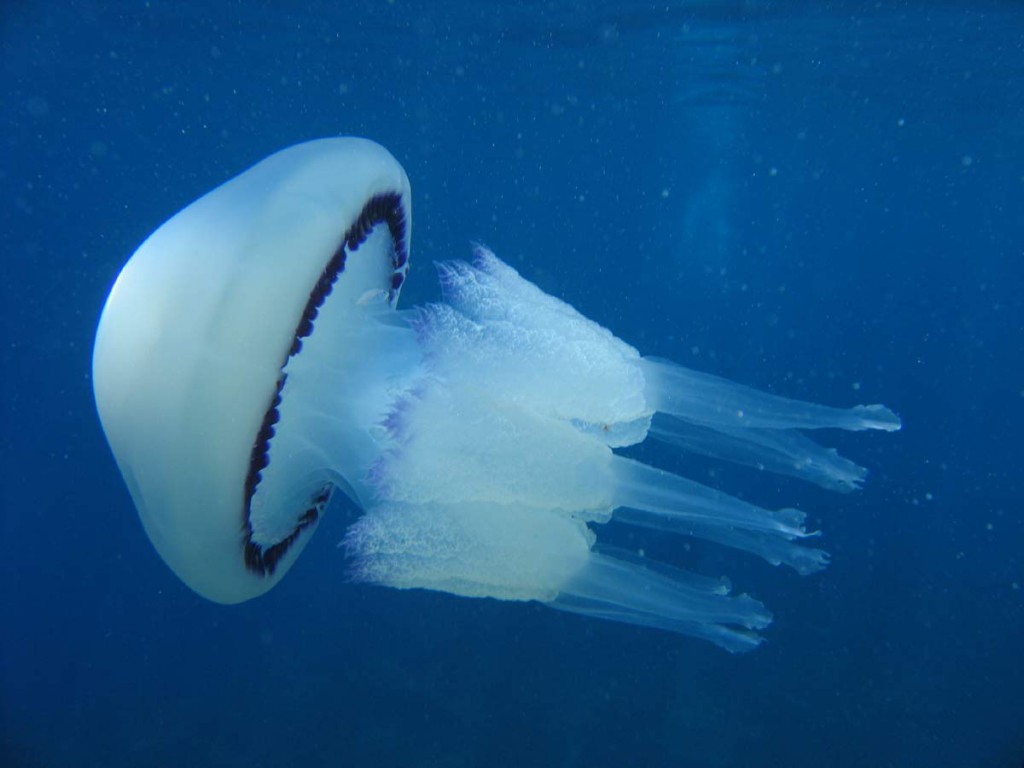 Cosa fare se entriamo a contatto con una medusa?